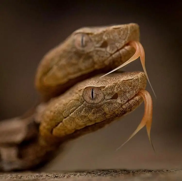 Image credit: Reddit | Biosample