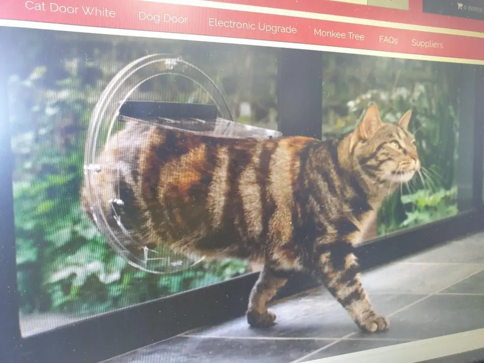 Image credit: Hamster-rancher