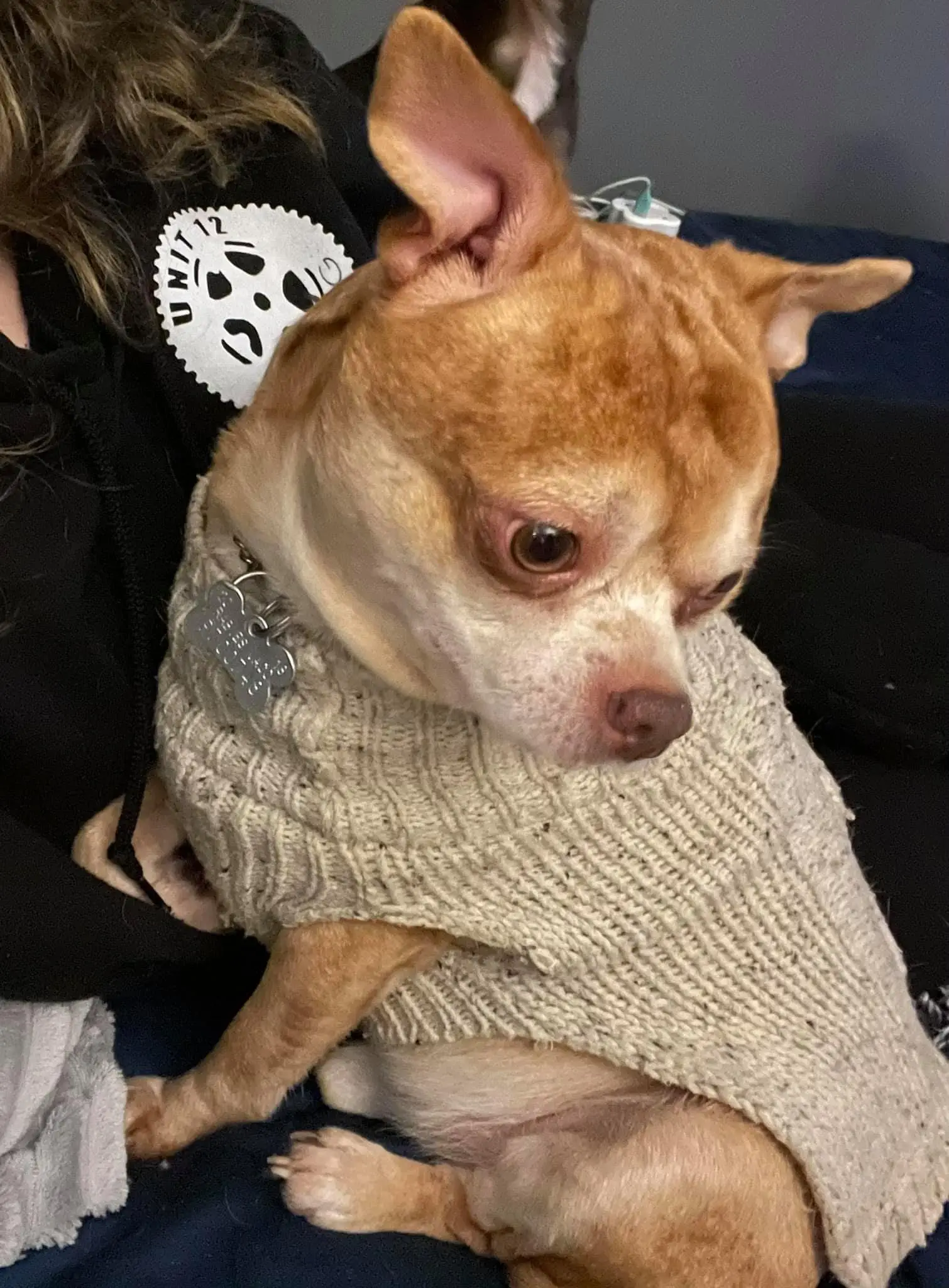 Image credit: Facebook | Second Chance Pet Adoption League