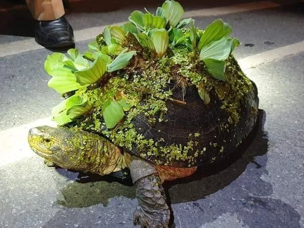 Image credit: Reddit | nooyork