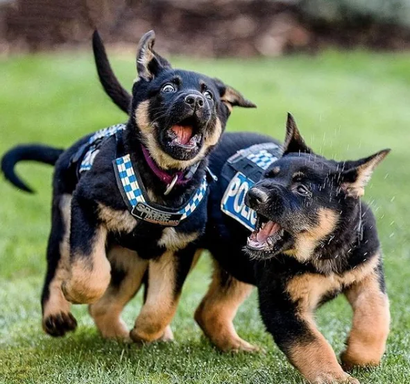 Image credit: Instagram | pawsh_dogstore