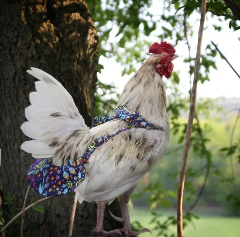 Image credit: Etsy | PamperYourPoultry
