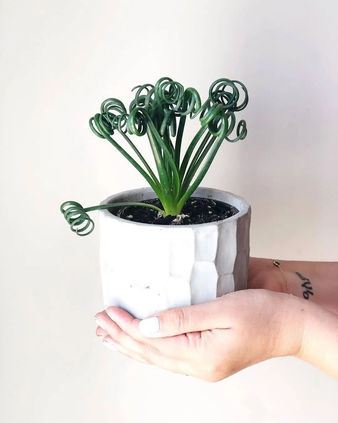 Image credit: Instagram | @amazing__plants