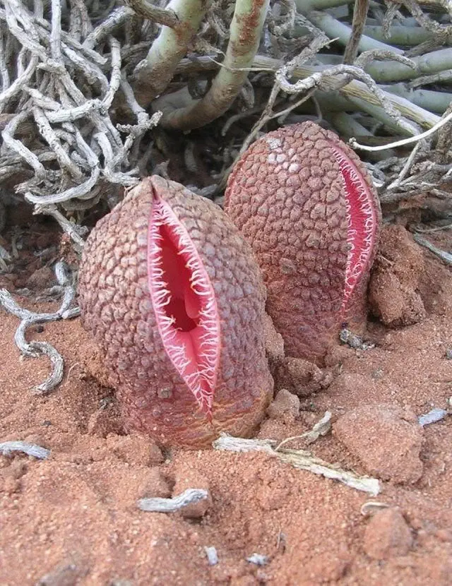 Image credit: Reddit | earthymalt