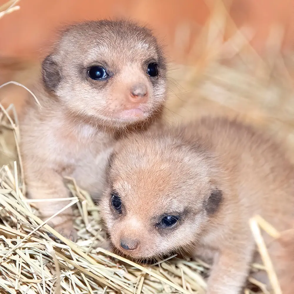 Image credit: Instagram | @zoomiami