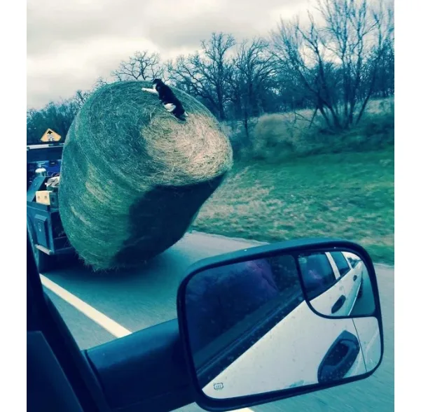 Image credit: Reddit | mike_pants