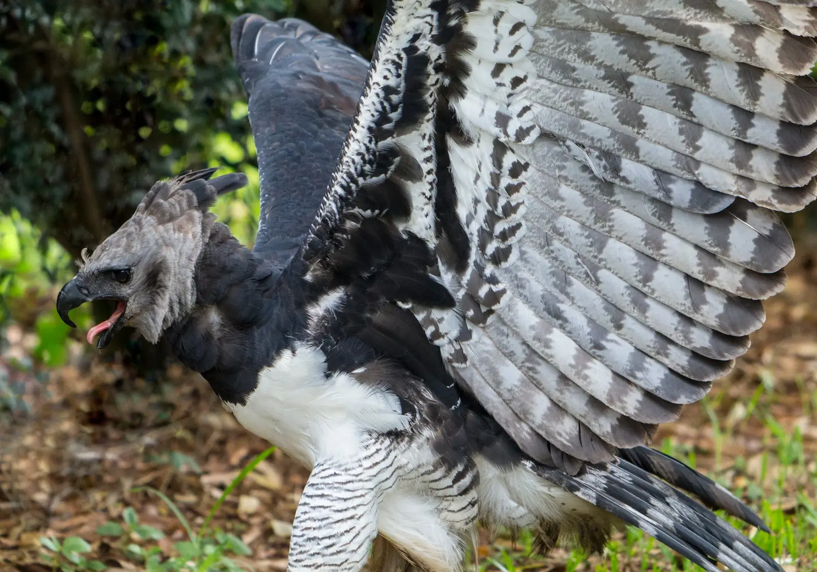 Image credit: https://diplycom5cc47.zapwp.com/q:i/r:0/wp:1/w:1/u:https://commons.wikimedia.org/wiki/File:Harpy_Eagle_with_wings_lifted.jpg