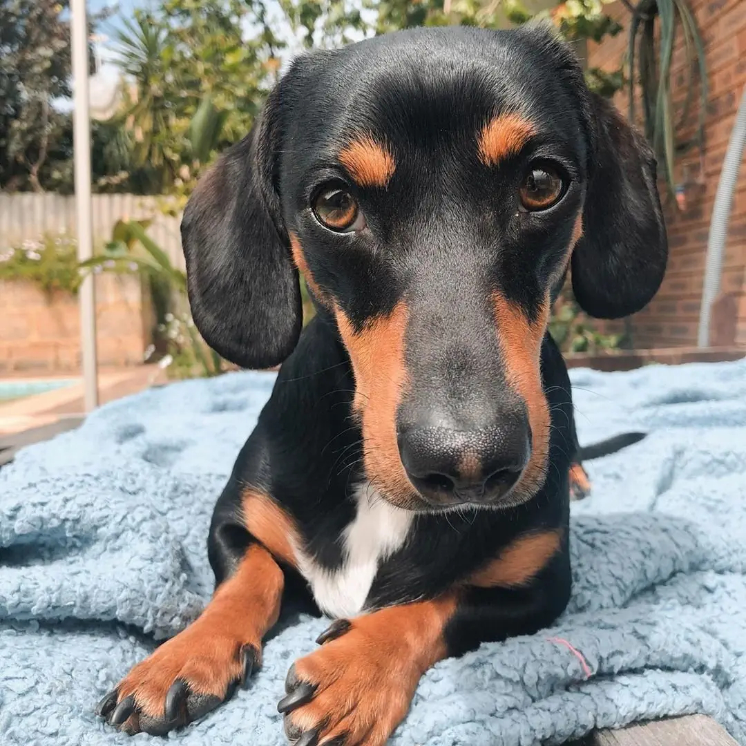 Image credit: Instagram | @arnoldandfrank