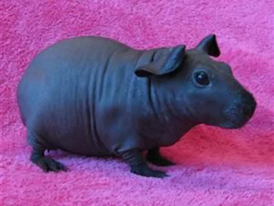 Image credit: Awkward Animals