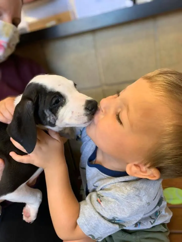 Image credit: Facebook | Jackson County Animal Shelter - Michigan