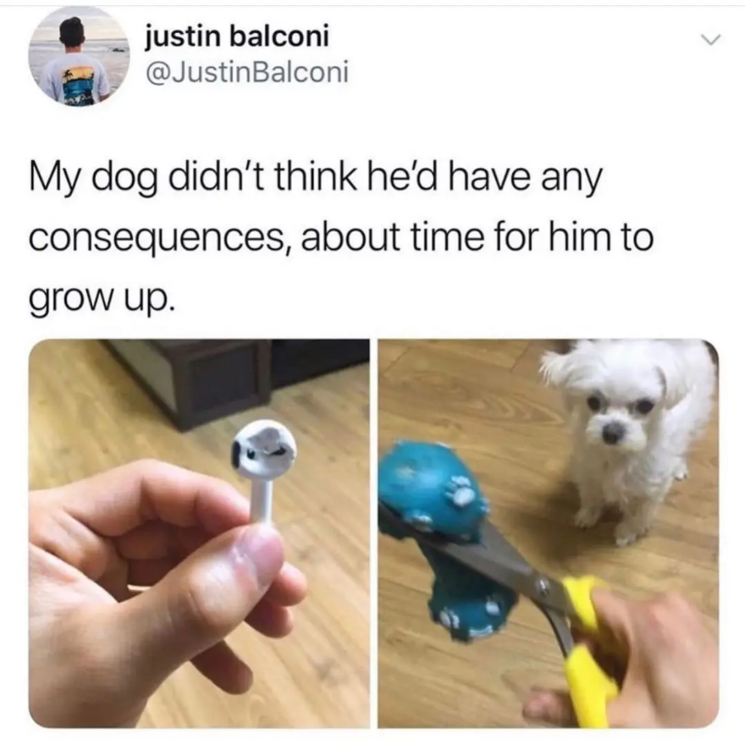 Image credit: Instagram | @dogsbeingbasic
