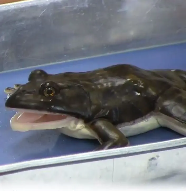 Image credit: SynDaver