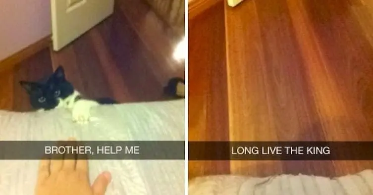 Reenacting Lion King (Image credit: Tumblr | sonnavafitch)