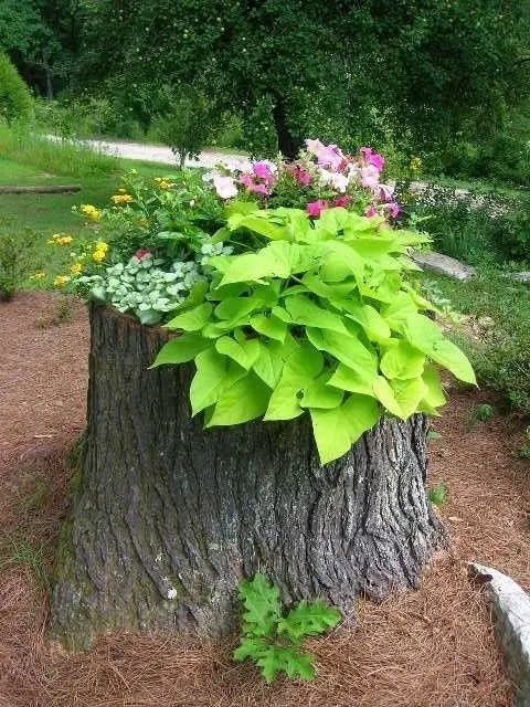 Image credit: Pinterest