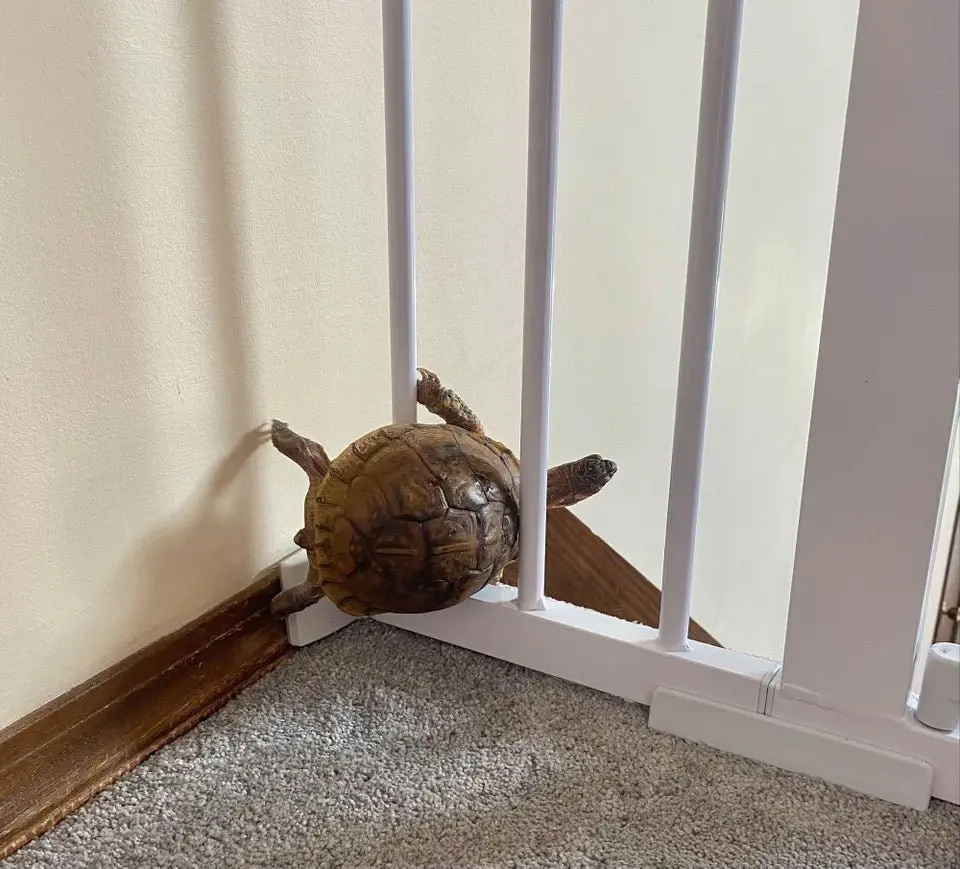Image credit: Reddit | DefinitleyNot203Eels