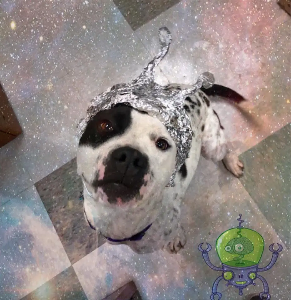 Image credit: Facebook | OKC Animal Welfare