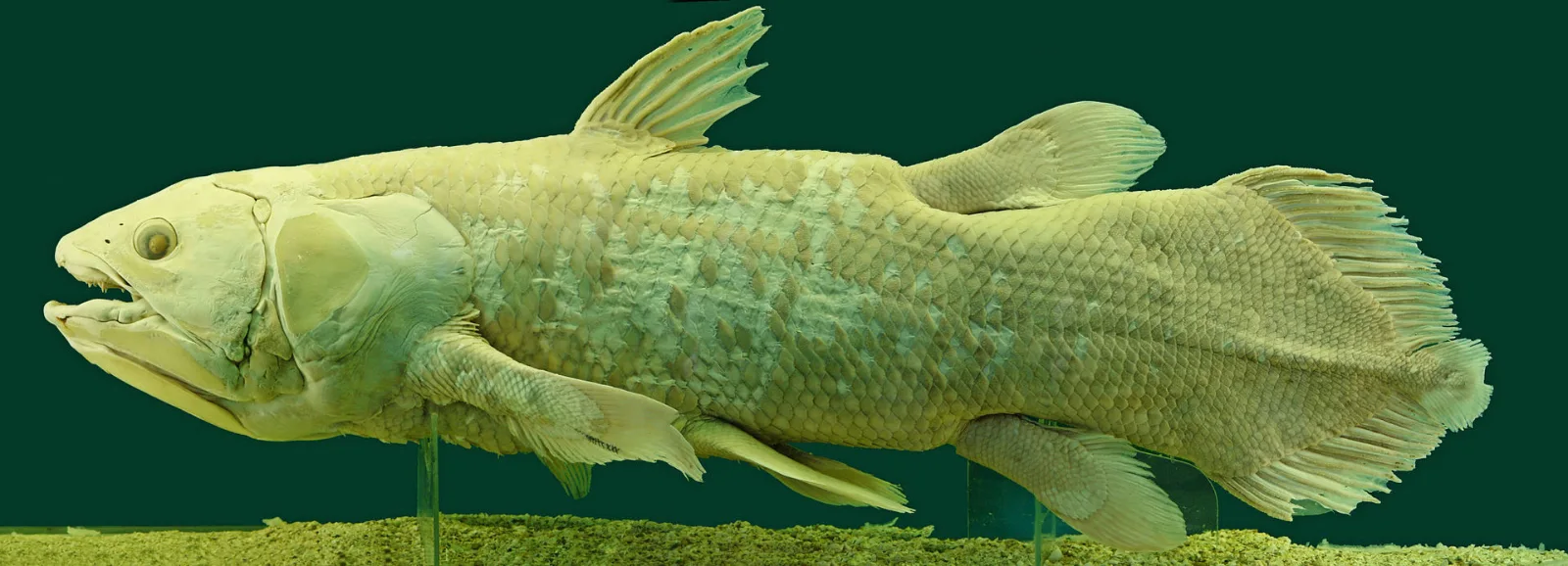 Image credit: Wikipedia | Alberto Fernandez Fernandez