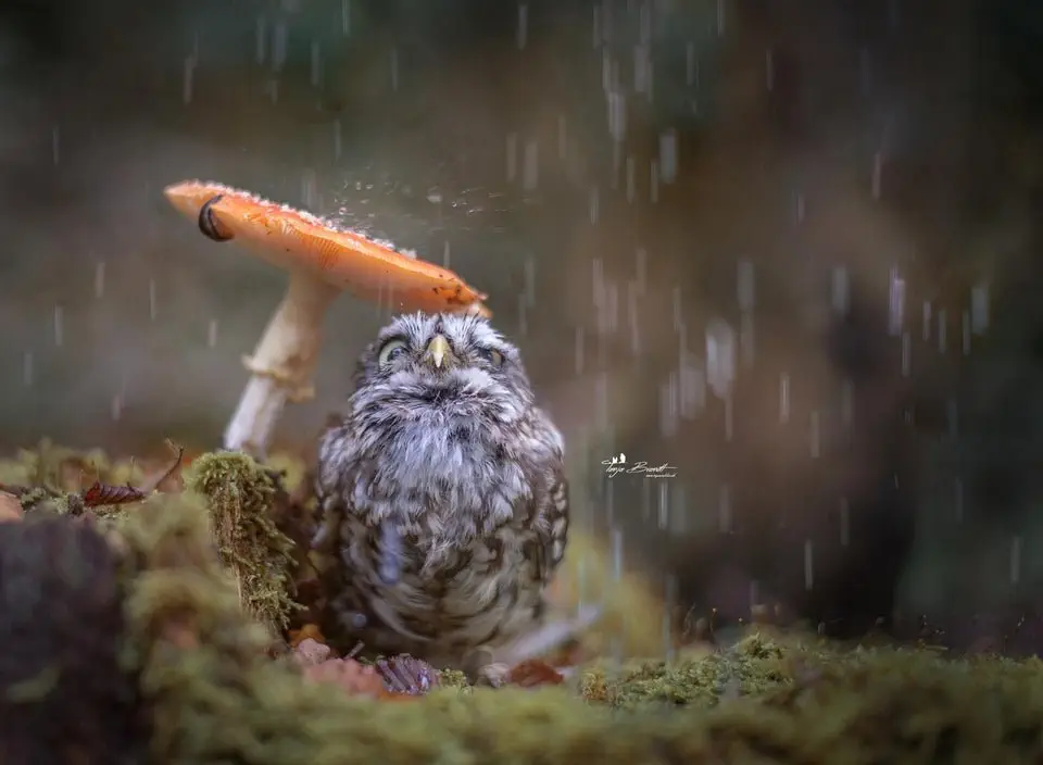 Image credit: Reddit | Zusical