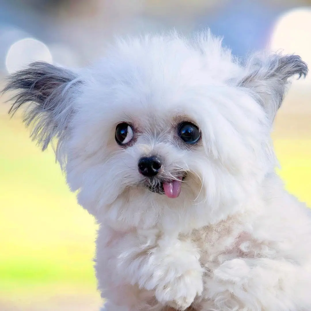 Image credit: Instagram | @norbertthedog