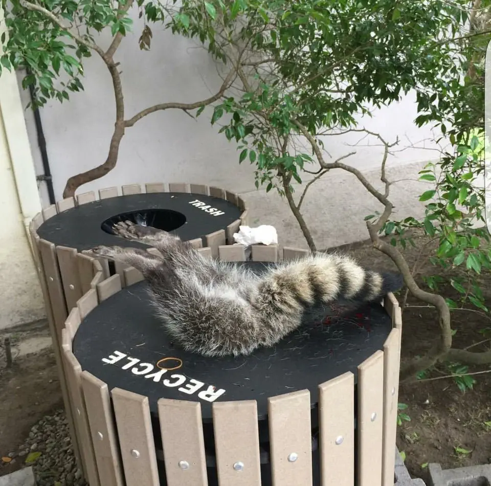 Image credit: Reddit | mysweetriot