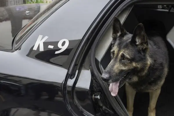 Image credit: American Kennel Club