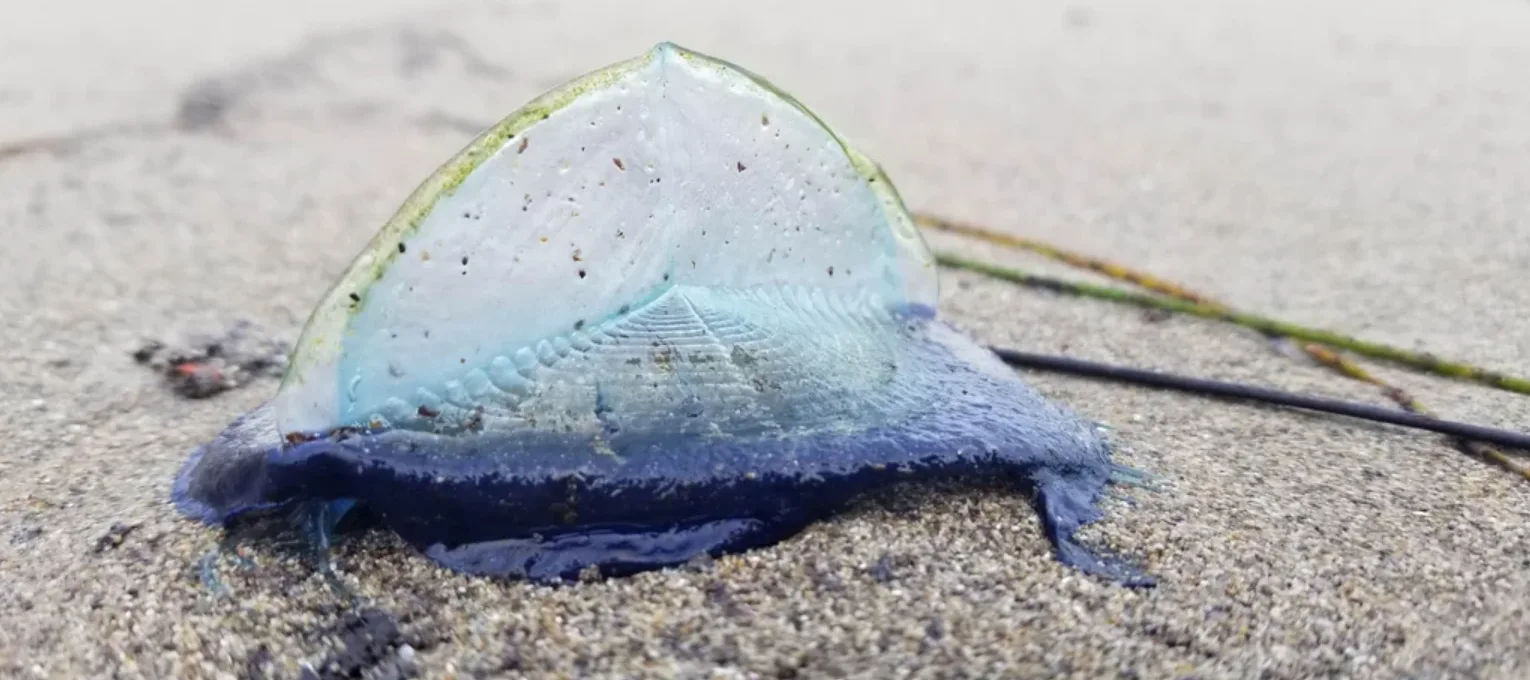 Image credit: Reddit | panarthropodism