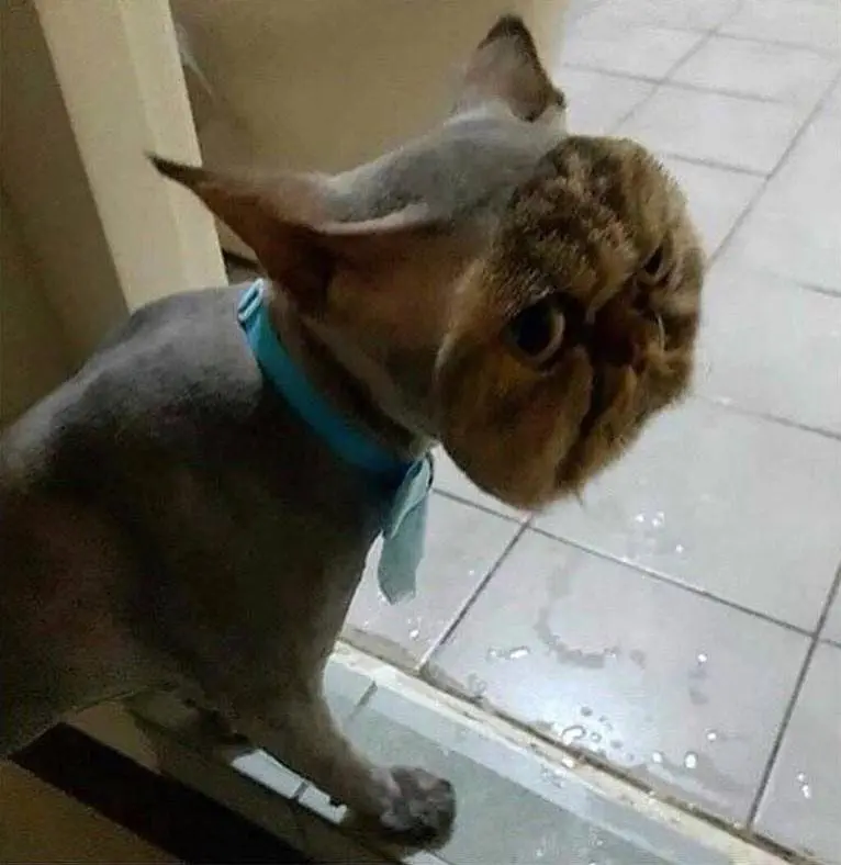 Image credit: Reddit | GucciMcChicken