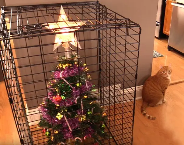 Image credit: YouTube | Cole and Marmalade