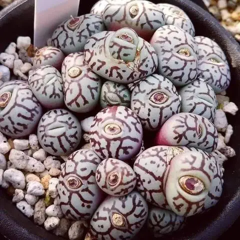 Image credit: Reddit | TedTheHappyGardener