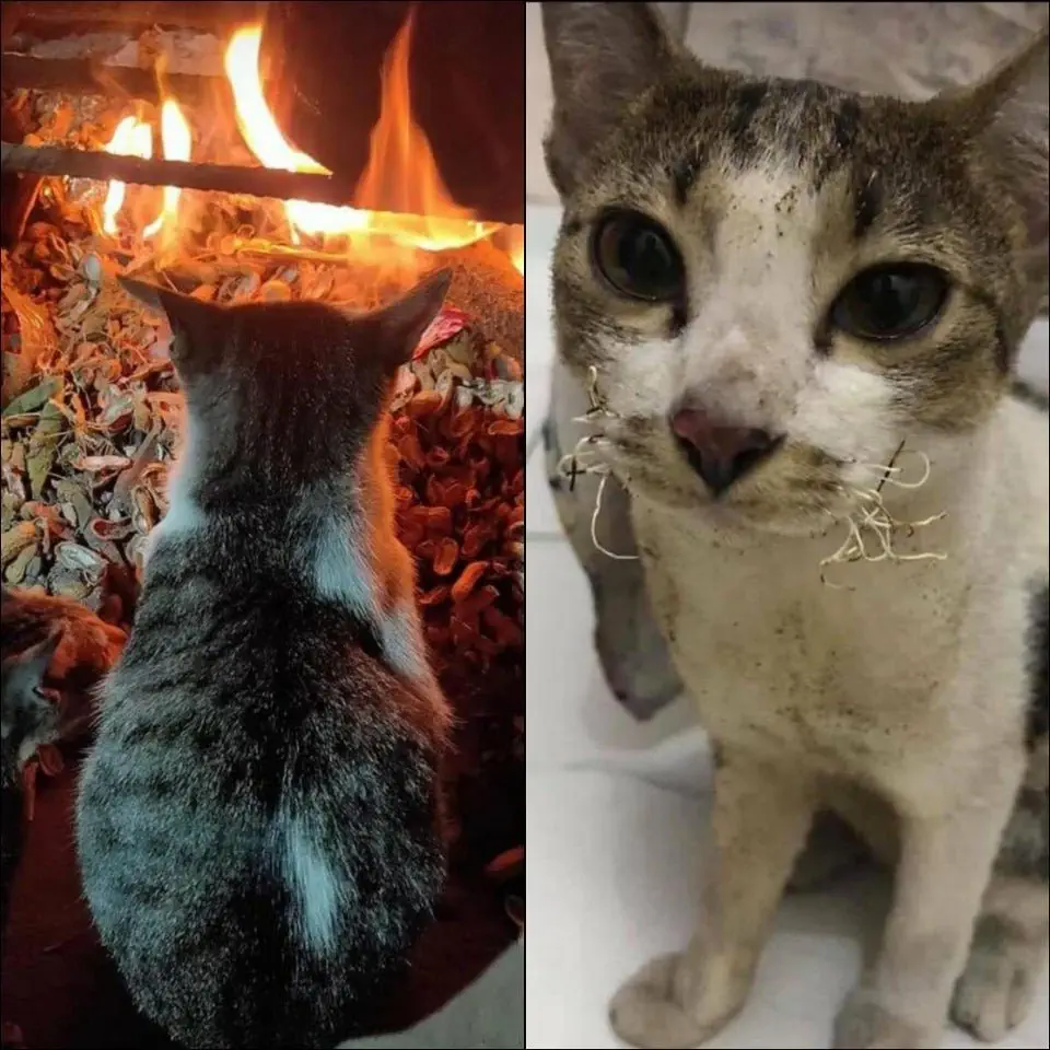 Image credit: Reddit | irfankamil