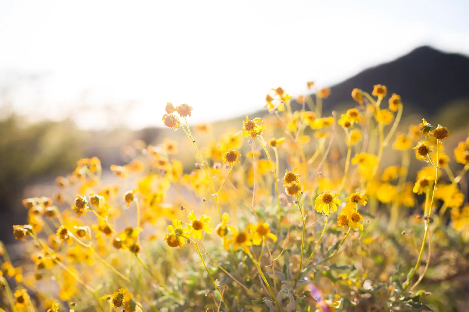 Image credit: Unsplash | Alysa Bajenaru