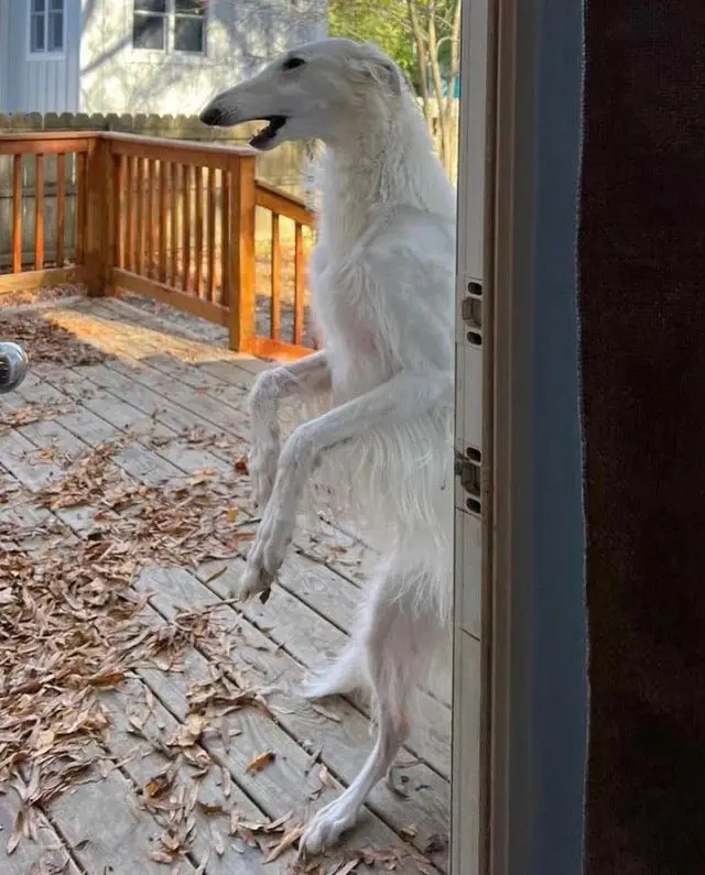Image credit: Reddit | Sixshoorterchuck