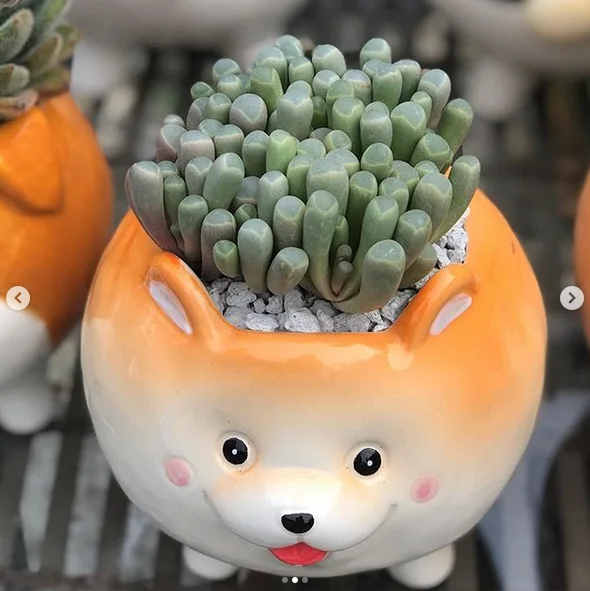 Image credit: Instagram | @justgrowsucculents