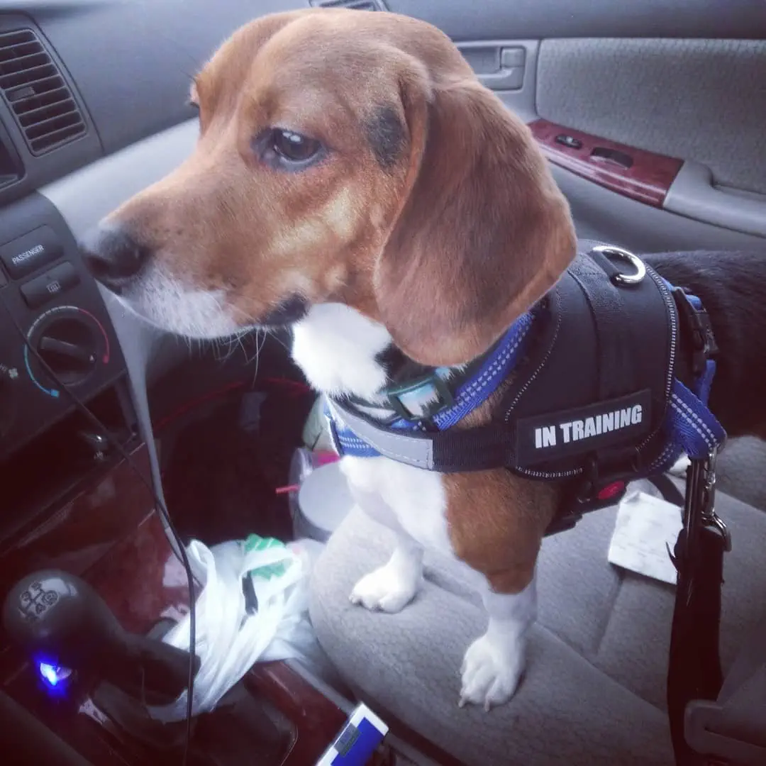 Image credit: Instagram | @kingof52barks