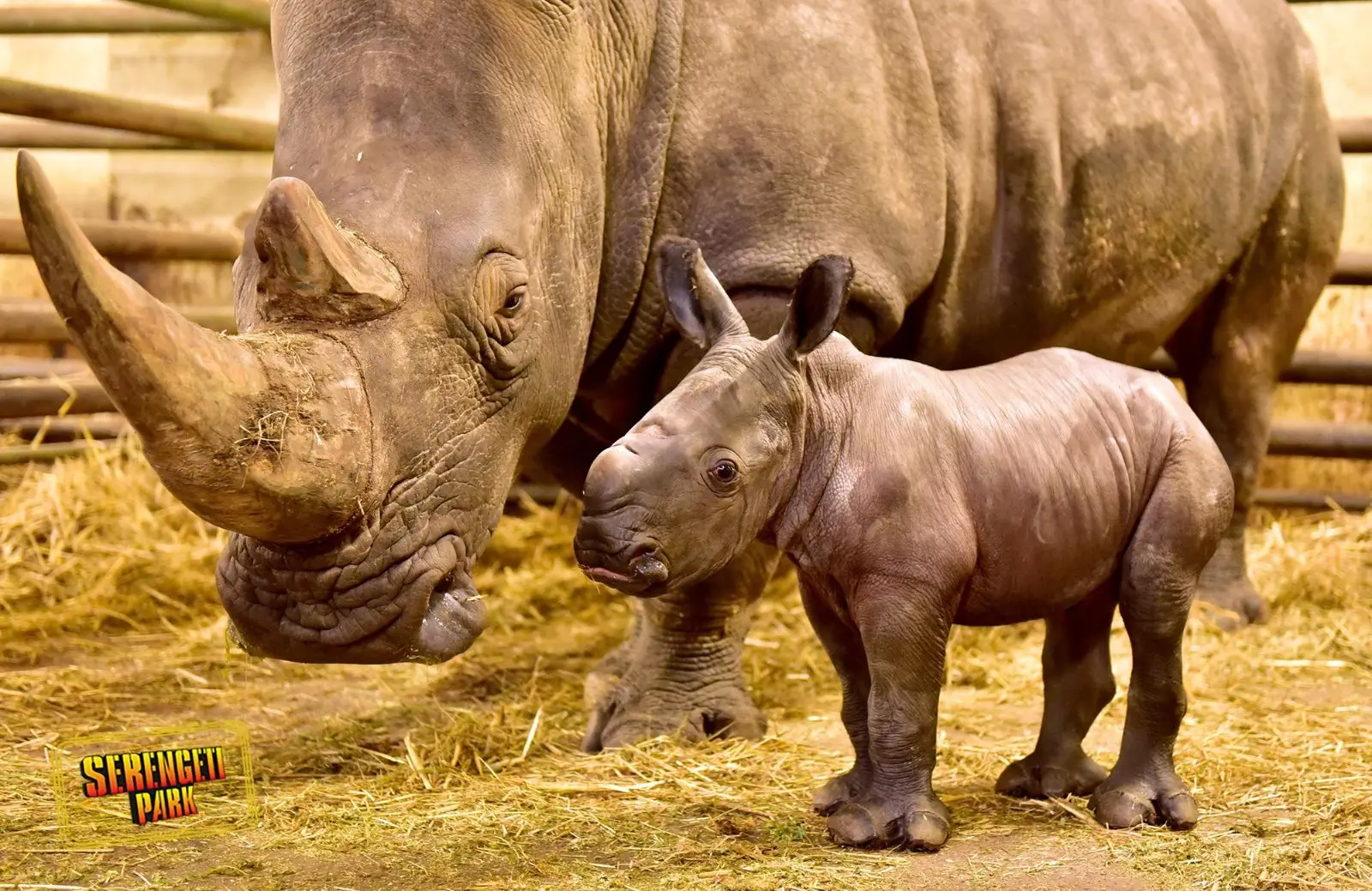 Image credit: Facebook | Serengeti Park