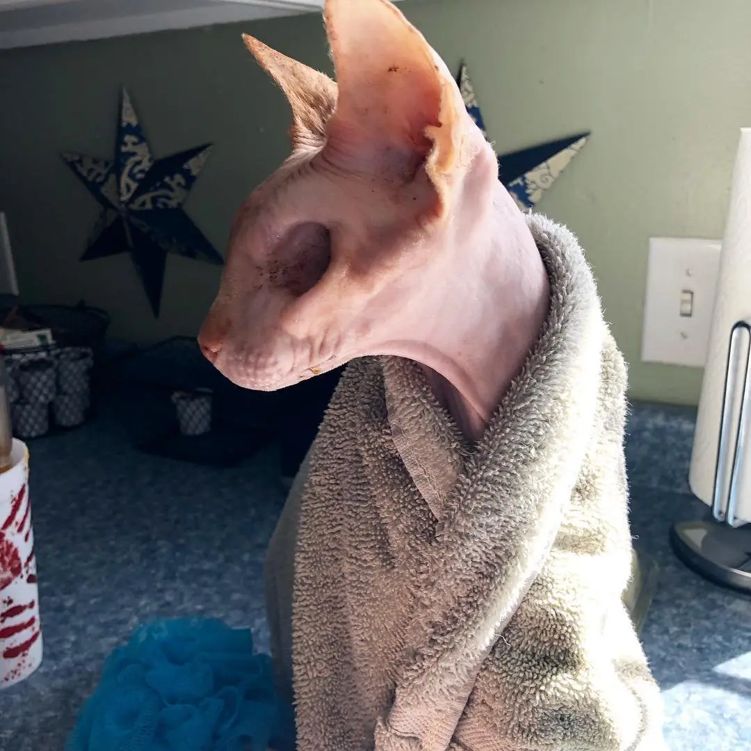 Image credit: Instagram | @jazzy.purrs