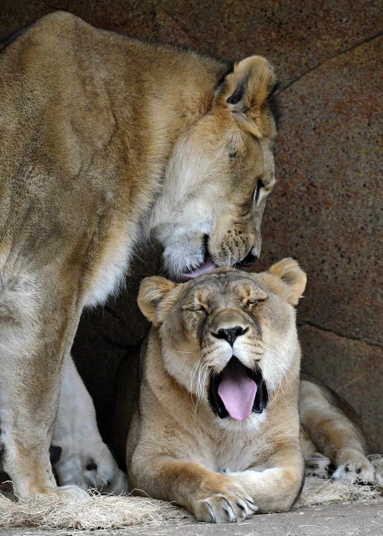 Image credit: Facebook | Brookfield Zoo