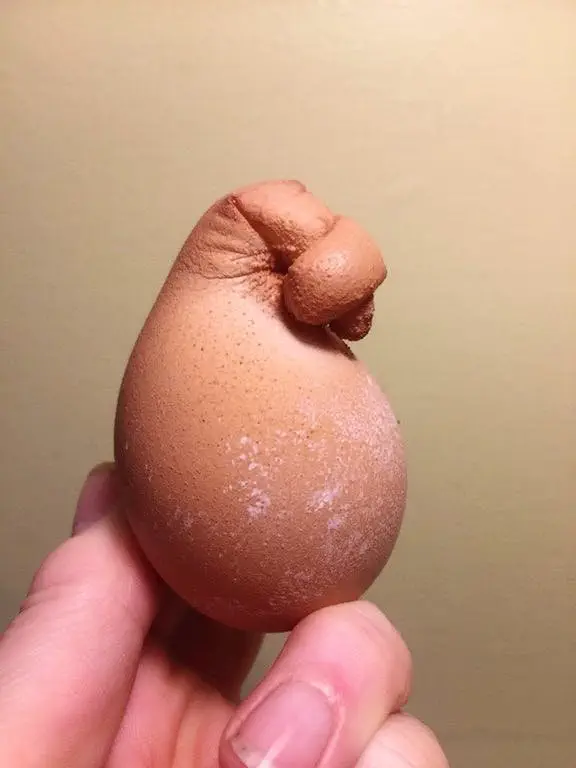 Image credit: Reddit | chickenwrangler45