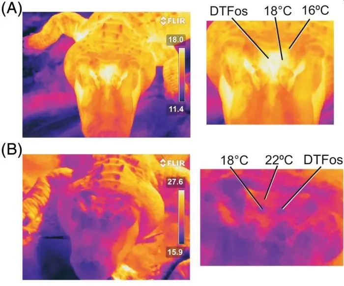 Image credit: The Anatomical Record | Holliday et al.