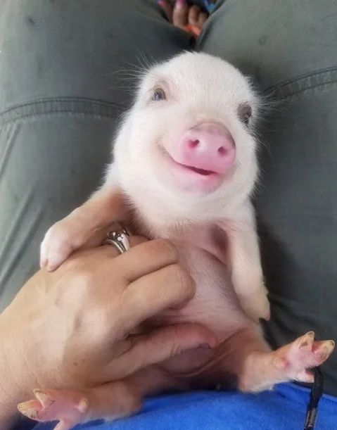 Image credit: Instagram | @petiteporkers
