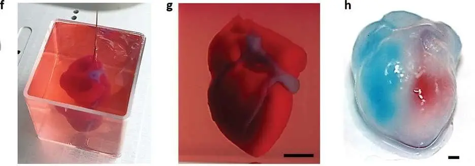 Image credit: Advanced Science