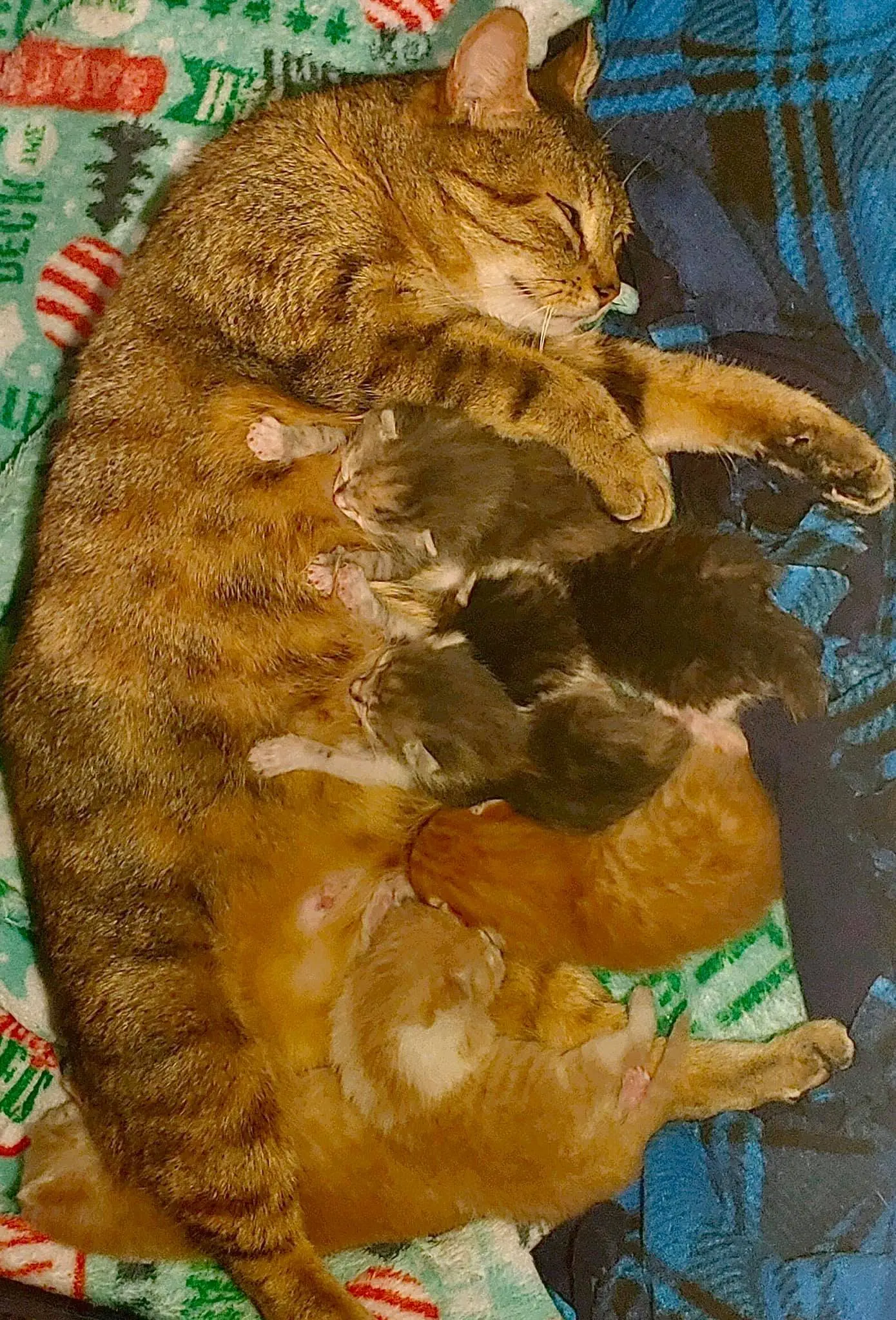 Image credit: Facebook | Friends of Anne Arundel County Animal Care & Control, Inc.