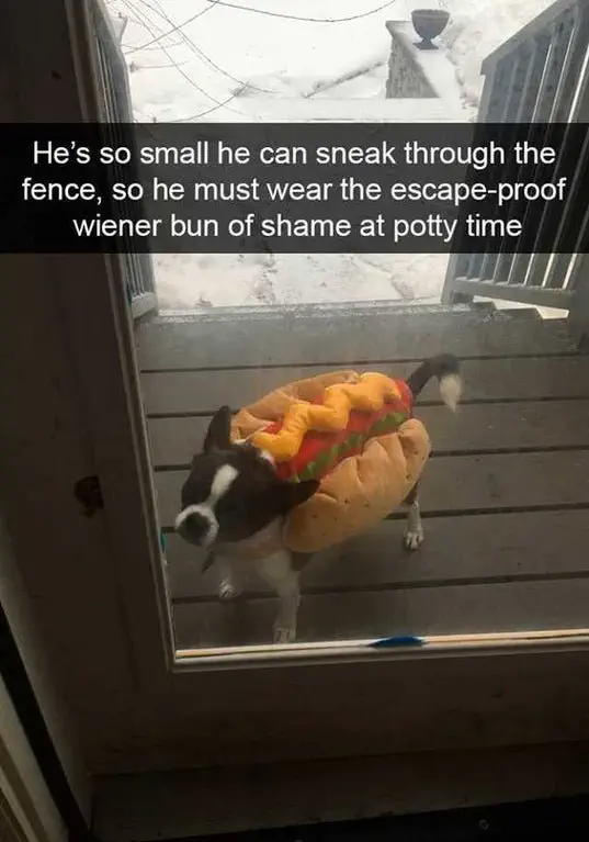 Image credit: Reddit | marmeylady