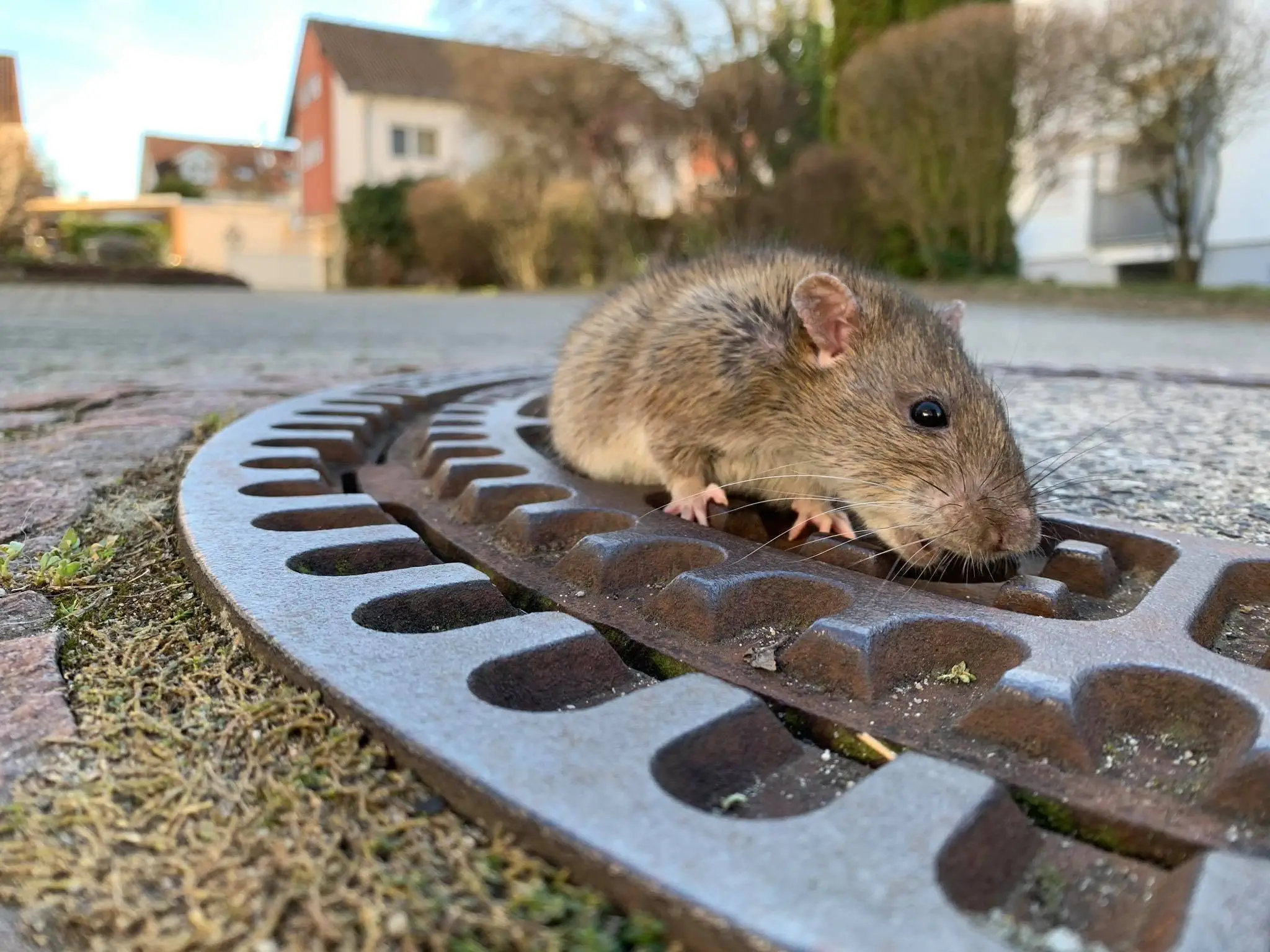 Image credit: Facebook | Berufstierrettung Rhein Neckar
