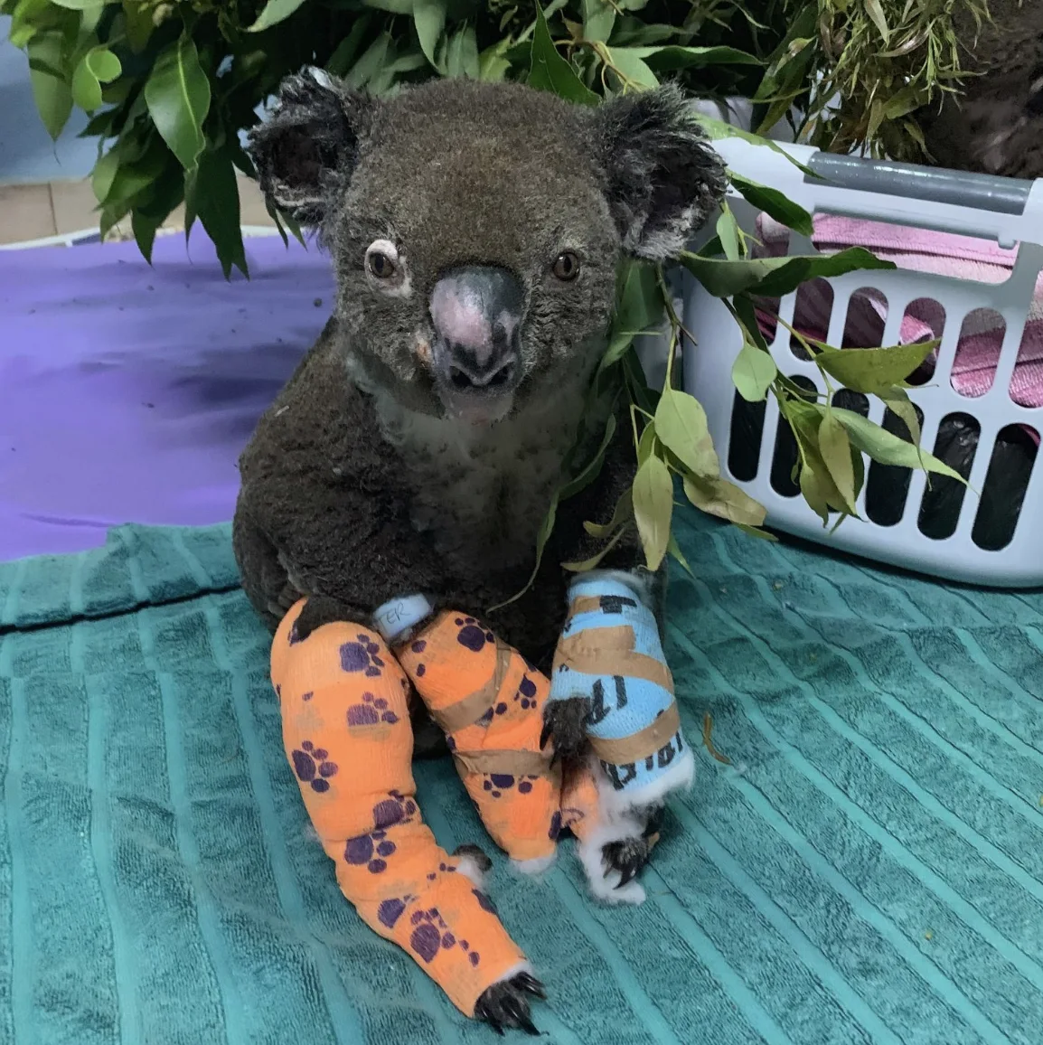 Image credit: Facebook | Koala Hospital Port Macquarie