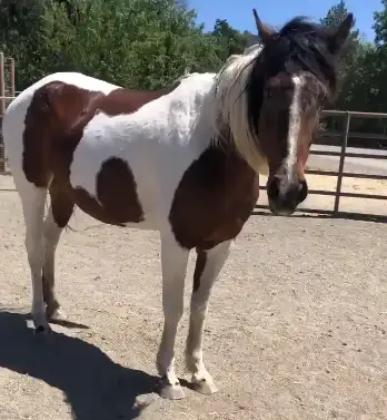 Image credit: American Wild Horse Campaign