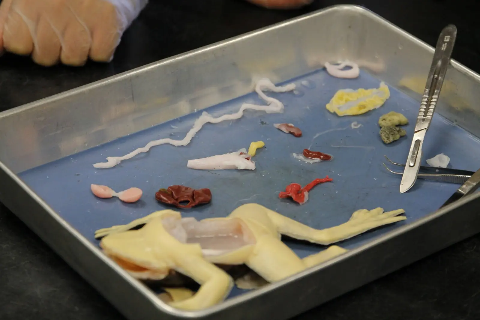 Image credit: SynDaver