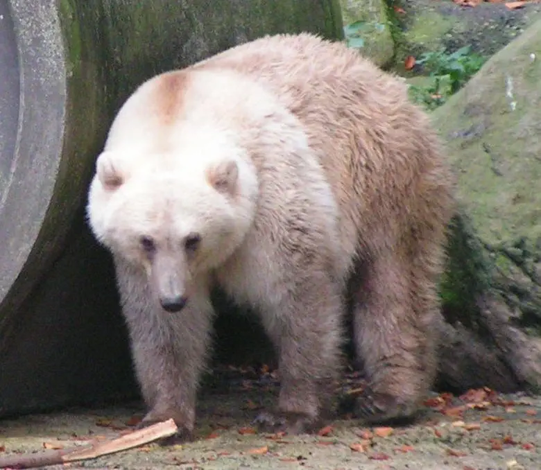 Image credit: Wikipedia | Corradox