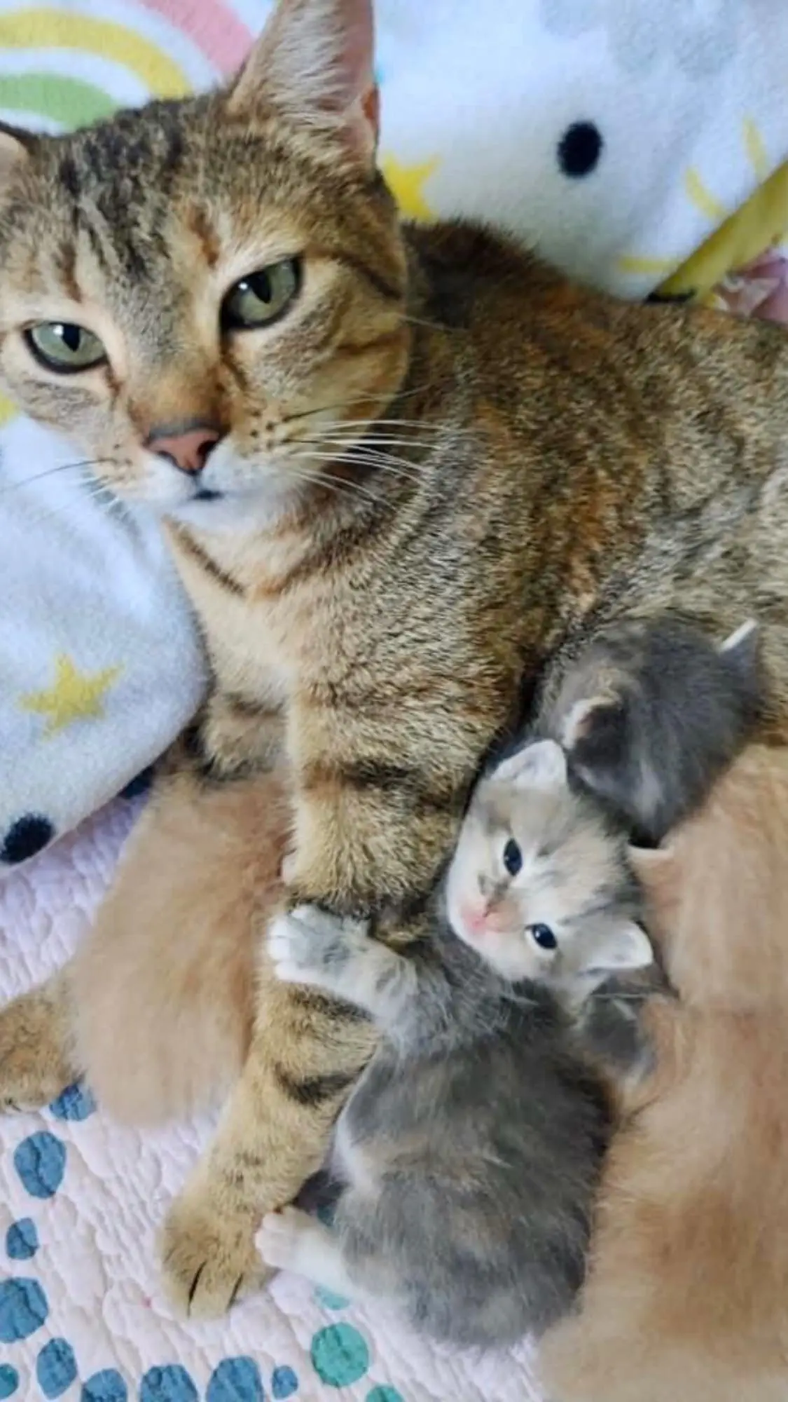 Image credit: Facebook | Friends of Anne Arundel County Animal Care & Control, Inc.