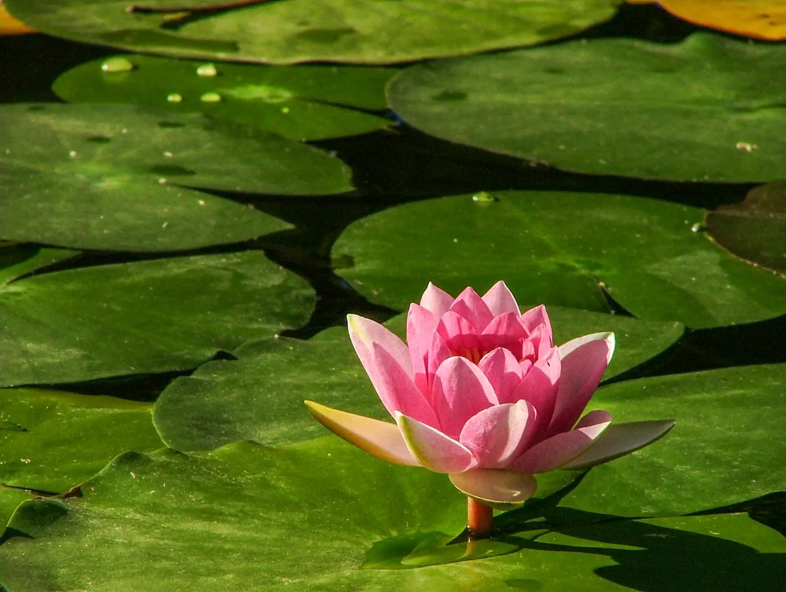 Image credit: Unsplash | Grant Durr